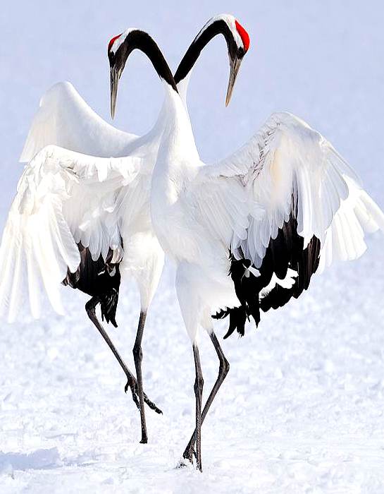 An image of 2 whooping cranes doing their courtship dance in the snow